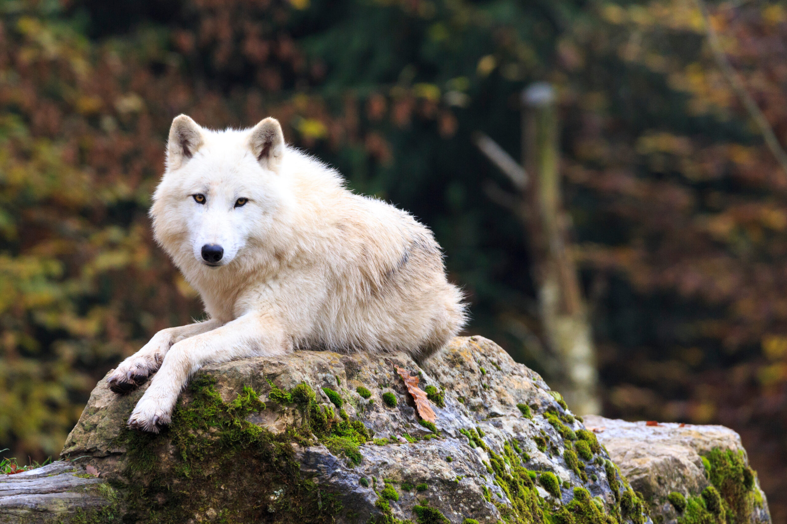 Red Wolf Mediation